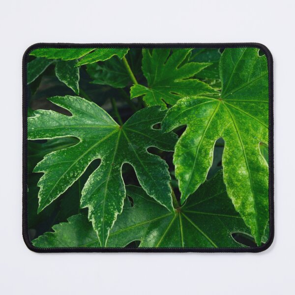 Item preview, Deep Green Fatsia Leaves Botanical Macro Photography designed and sold by MDCCo.