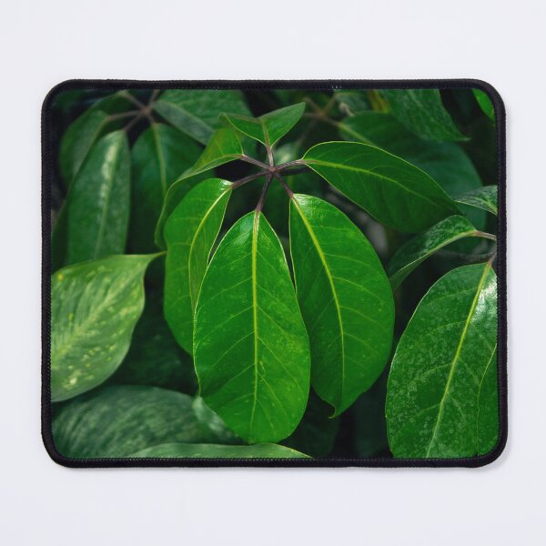 Item preview, Tropical Green Schefflera Leaves Botanical Fine Art designed and sold by MDCCo.