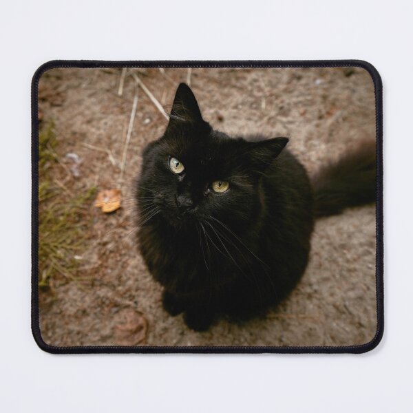 Item preview, Black Cat Looking Up Outdoor Portrait Photography designed and sold by MDCCo.