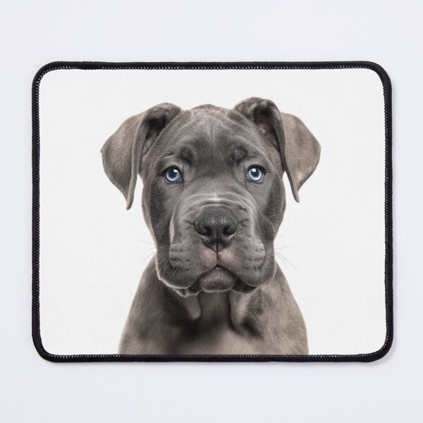 Item preview, Adorable Cane Corso Pup for Cute Cane Corso puppy lovers designed and sold by LazyOwlStore.
