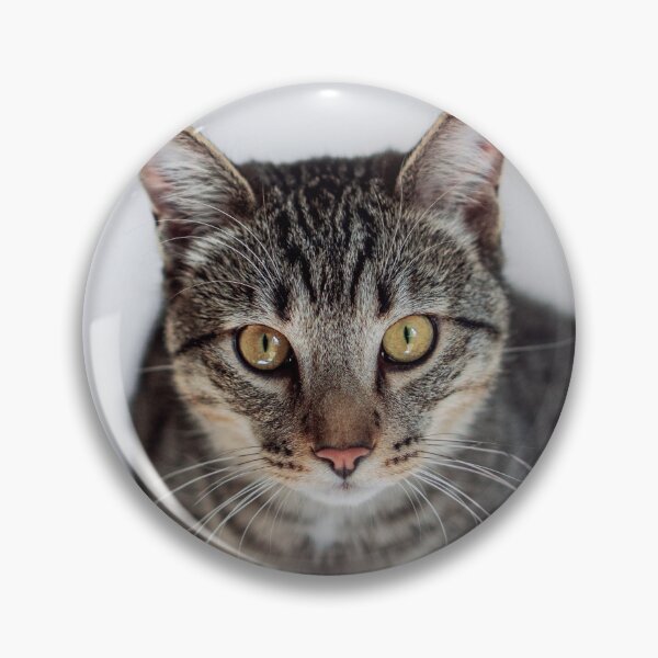 Item preview, Tabby Cat Loaf Portrait Fine Art Pet Photography designed and sold by MDCCo.