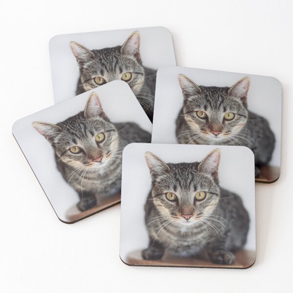 Item preview, Tabby Cat Loaf Portrait Fine Art Pet Photography designed and sold by MDCCo.