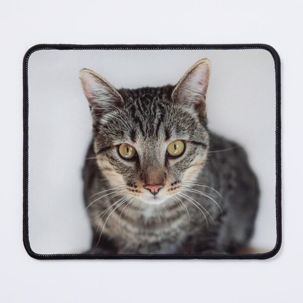Item preview, Tabby Cat Loaf Portrait Fine Art Pet Photography designed and sold by MDCCo.