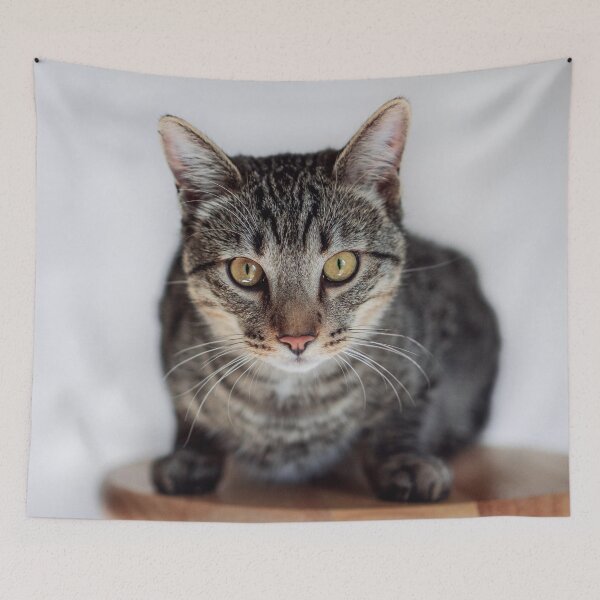 Item preview, Tabby Cat Loaf Portrait Fine Art Pet Photography designed and sold by MDCCo.