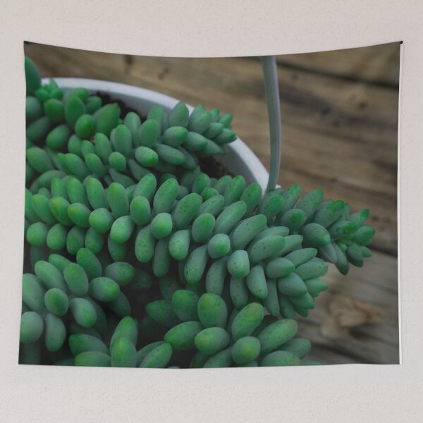 Item preview,  Green Sedum Succulent Plant in White Pot Botanical Photography designed and sold by MDCCo.