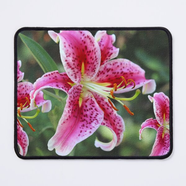 Item preview, Stargazer Lily Triplets designed and sold by BostonArcImage.