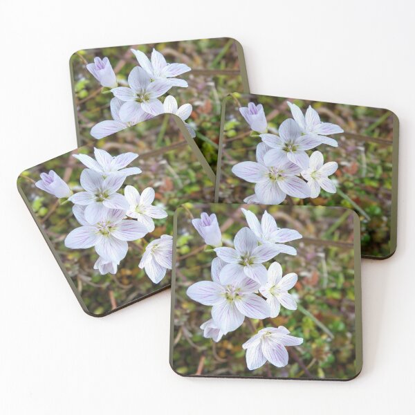 Item preview, Virginia Spring Beauty Wildflower (Claytonia virginica) designed and sold by Blossom-Breeze.