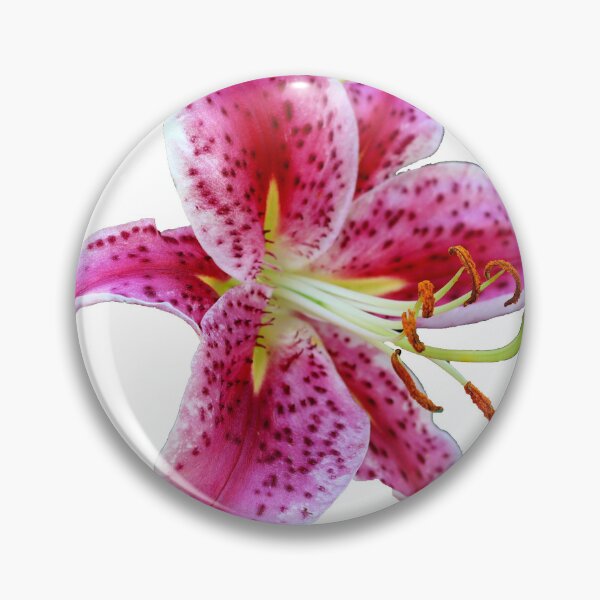 Item preview, Stargazer Oriental Single Lily designed and sold by BostonArcImage.