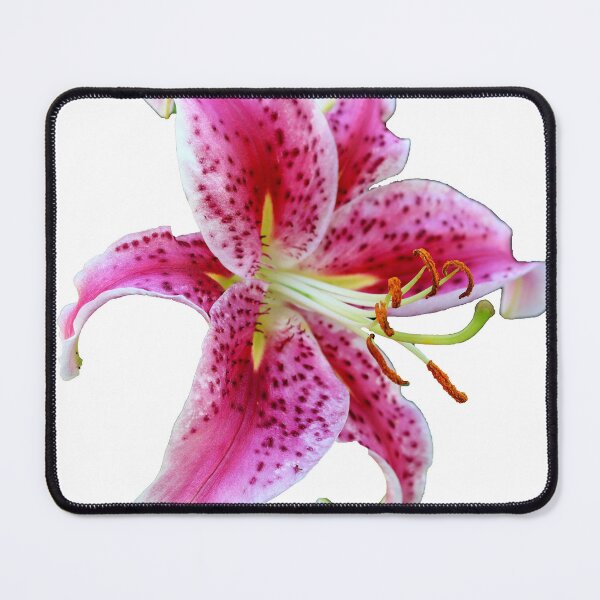 Item preview, Stargazer Oriental Single Lily designed and sold by BostonArcImage.