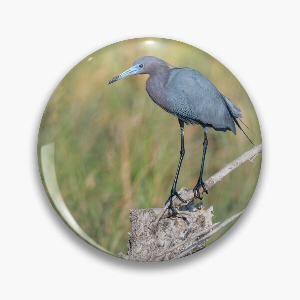 Artikelvorschau, Kleiner Blaureiher saß entworfen und verkauft von Debra Martz.