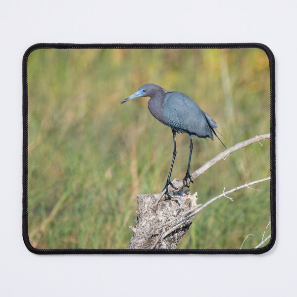Item preview, Little Blue Heron Perched  designed and sold by Debra Martz.