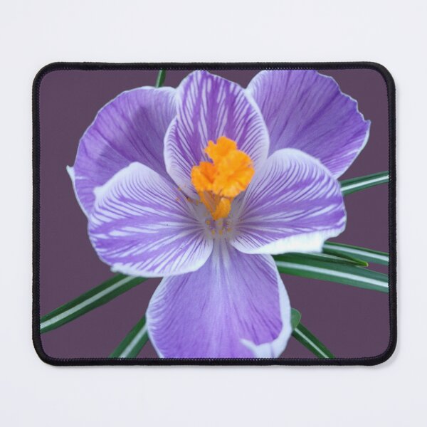 Item preview, Purple Crocus on Plum Background – Elegant Floral Design designed and sold by SilentBloomLab.