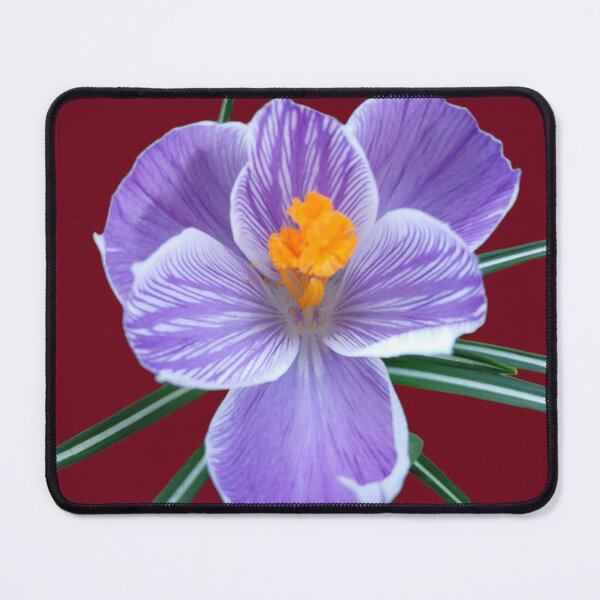 Item preview, Purple Crocus on Red – Bold Floral Contrast Design designed and sold by SilentBloomLab.