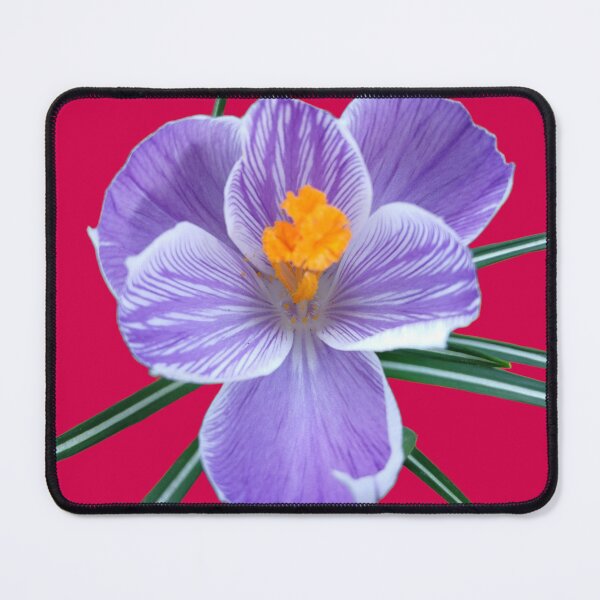 Item preview, Purple Crocus on Pink – Soft Floral Aesthetic Design designed and sold by SilentBloomLab.