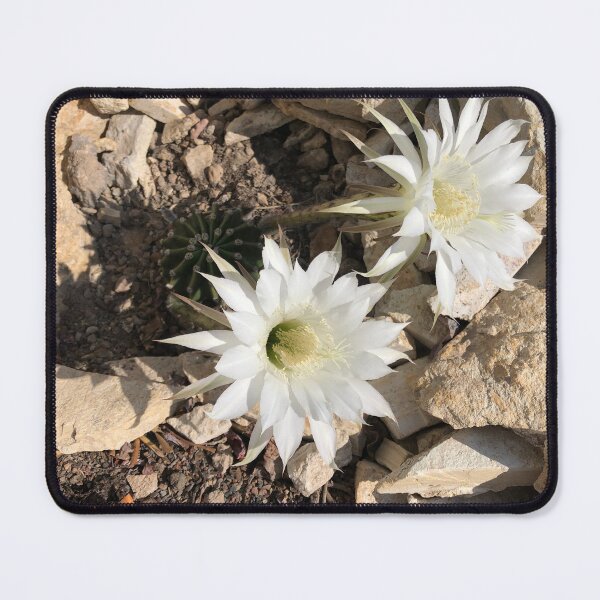 Item preview, Echinopsis oxygona designed and sold by RDLT.