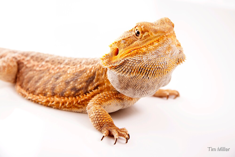 "Central Bearded Dragon - Pogona vitticeps" by Tim Miller 