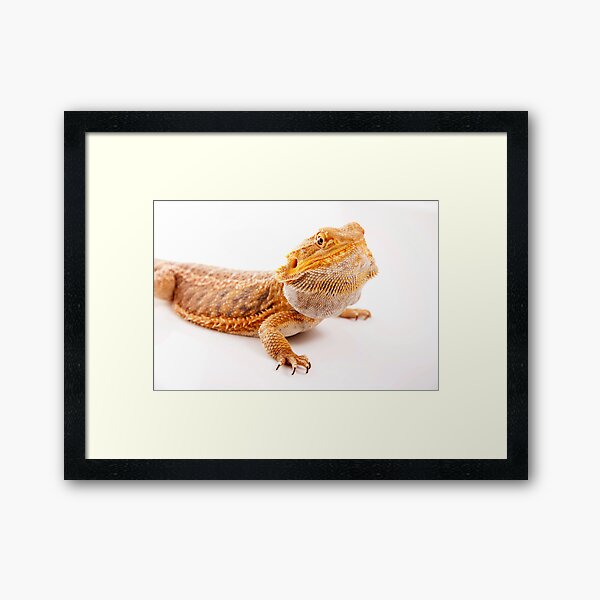 Central Bearded Dragon - Pogona vitticeps Framed Art Print