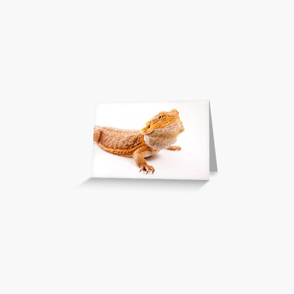 Central Bearded Dragon - Pogona vitticeps Greeting Card