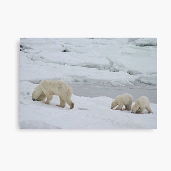 Sniff, Sniff. Just like Mom. Canvas Print