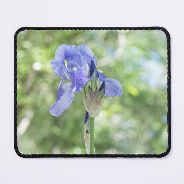 Item preview, Delicate Pale Purple Iris Blooming designed and sold by Georgia Mizuleva.