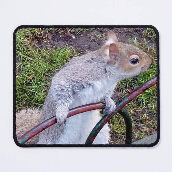 Item preview, Curious Grey Squirrel — London Park, UK designed and sold by EmmaGraphy.