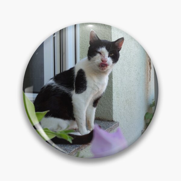 Artikelvorschau, Kater im Fenster entworfen und verkauft von Gourmetkater.