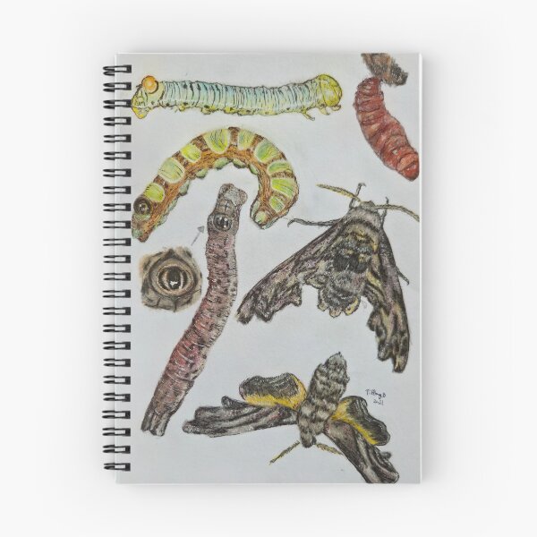 Item preview, Abbott's Sphinx Moth hand drawn illustration designed and sold by HouseplantsAndScamps.