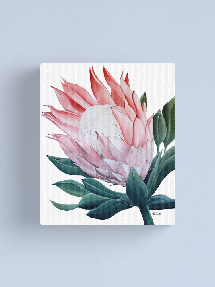 King Protea Flower Painting Canvas Print By Ambloor Redbubble