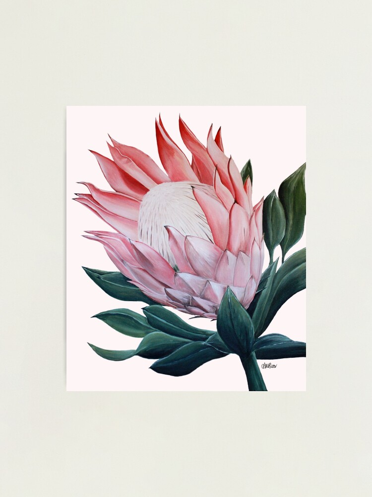 絵画 額縁付 プロテア protea Giant King Protea #2 - gallery style print , oak or black