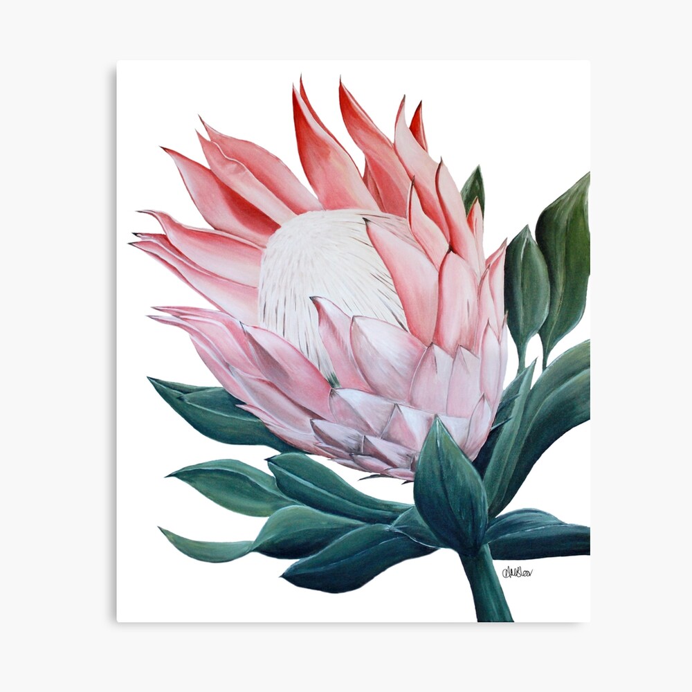 easy protea paintings