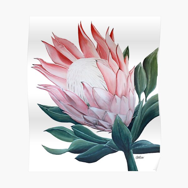 King Protea Flower Painting Poster