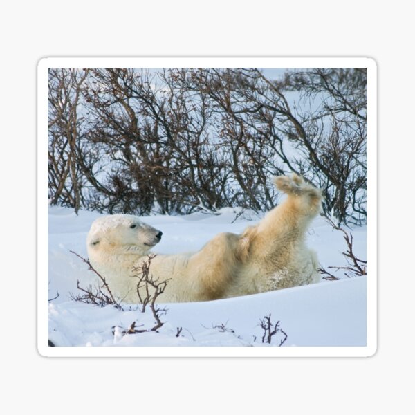Yoga Bear's nice knees Sticker