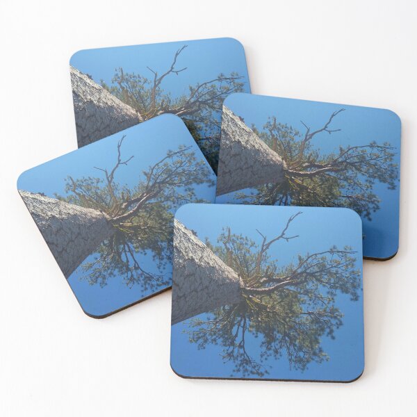 Item preview, Great big honkin' Jeffrey pine designed and sold by EcoLogicPhotos.