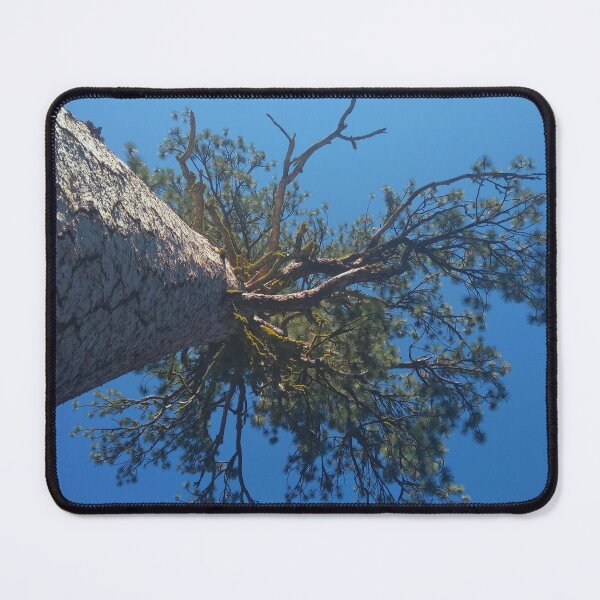 Item preview, Great big honkin' Jeffrey pine designed and sold by EcoLogicPhotos.