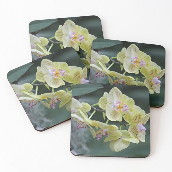 Item preview, The Moth Orchid's beauty. designed and sold by WeatherShot.