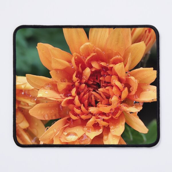 Item preview, Vibrant Orange Blooming Chrysanthemum designed and sold by vtspatial.