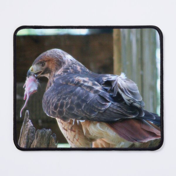 Item preview, Majestic Hawk with Prey designed and sold by Cynthia48.