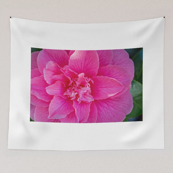Item preview, Closeup of a Camelia Blossom designed and sold by LarsOlofPhoto.