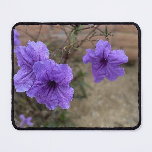 Item preview, Purple Mexican Petunia Ruellia Simplex Flowers in Outdoor Garden designed and sold by Salt Sea and Stone.