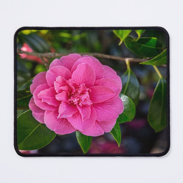 Item preview, Springtime Camellia Blossom designed and sold by LarsOlofPhoto.