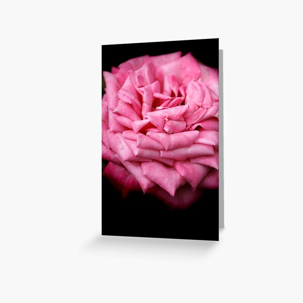 Pink Rapture Greeting Card