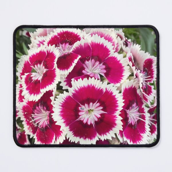 Item preview, Pink & White Dianthus Cluster designed and sold by KalmKreationz.
