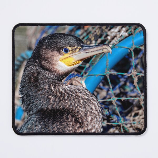 Item preview, Juvenile Cormorant designed and sold by Tom McPherson Photography.