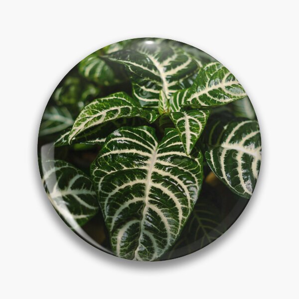 Item preview, Zebra Plant Striped Leaves Botanical Fine Art Photography designed and sold by MDCCo.