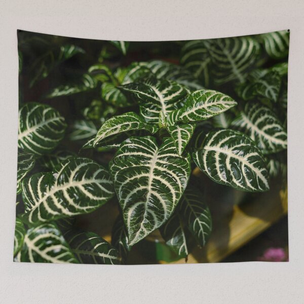 Item preview, Zebra Plant Striped Leaves Botanical Fine Art Photography designed and sold by MDCCo.