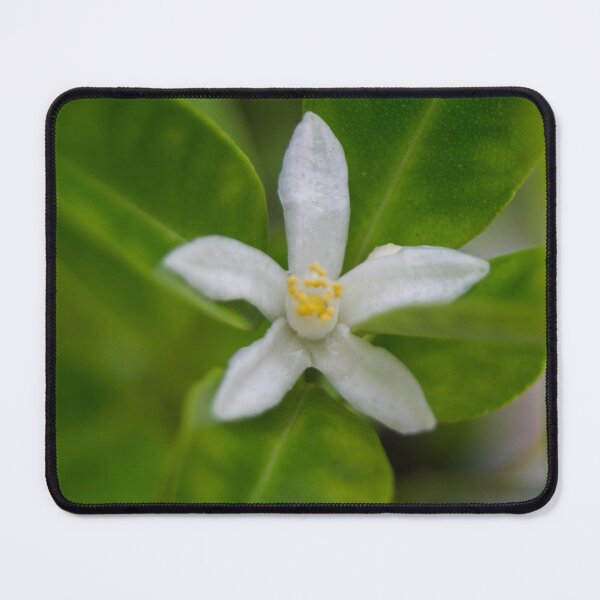 Item preview, Calamansi Flower designed and sold by ROSE ANN BANILAR.