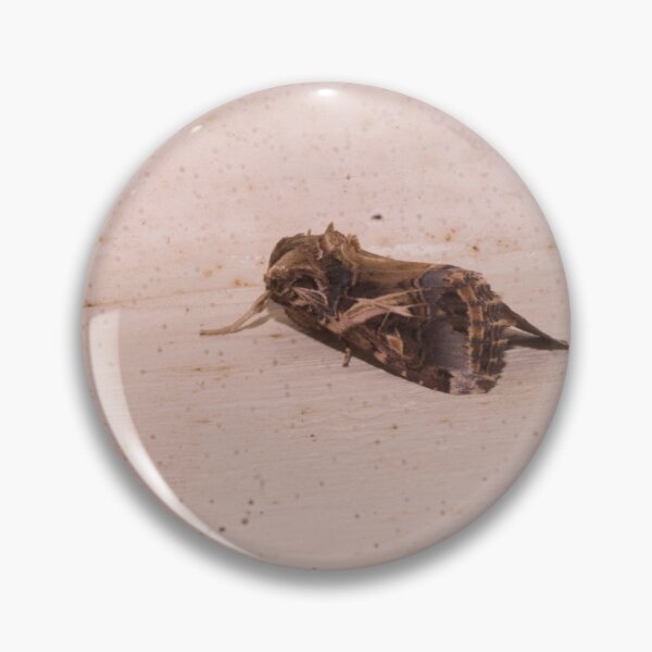 Item preview, Spodoptera litura designed and sold by ROSE ANN BANILAR.