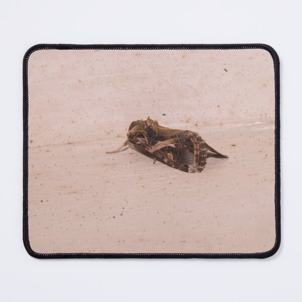 Item preview, Spodoptera litura designed and sold by ROSE ANN BANILAR.