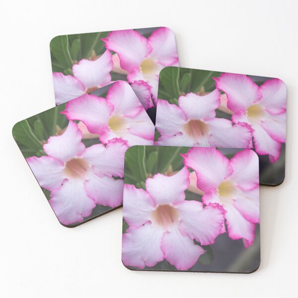 Item preview, Adenium obesum designed and sold by ROSE ANN BANILAR.