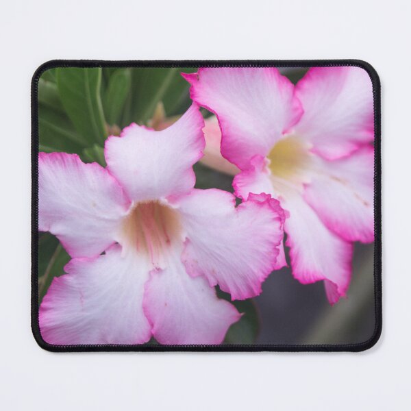 Item preview, Adenium obesum designed and sold by ROSE ANN BANILAR.